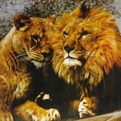 animals cats lions