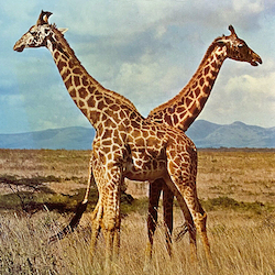 animals giraffes