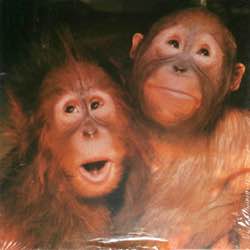 animals orangutans