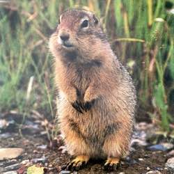 animals woodchucks jigsawjo