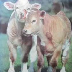 cow animals jigsawjo