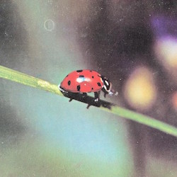 animals ladybugs